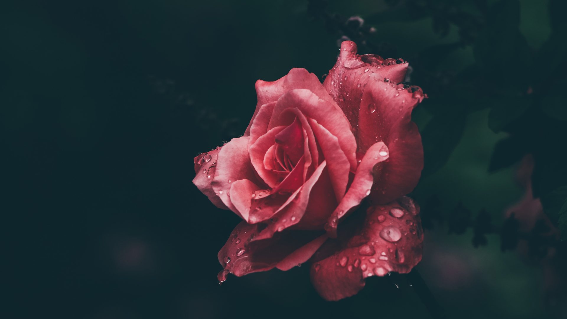 Pink rose in full bloom with raindrops, how long therapy takes to work
